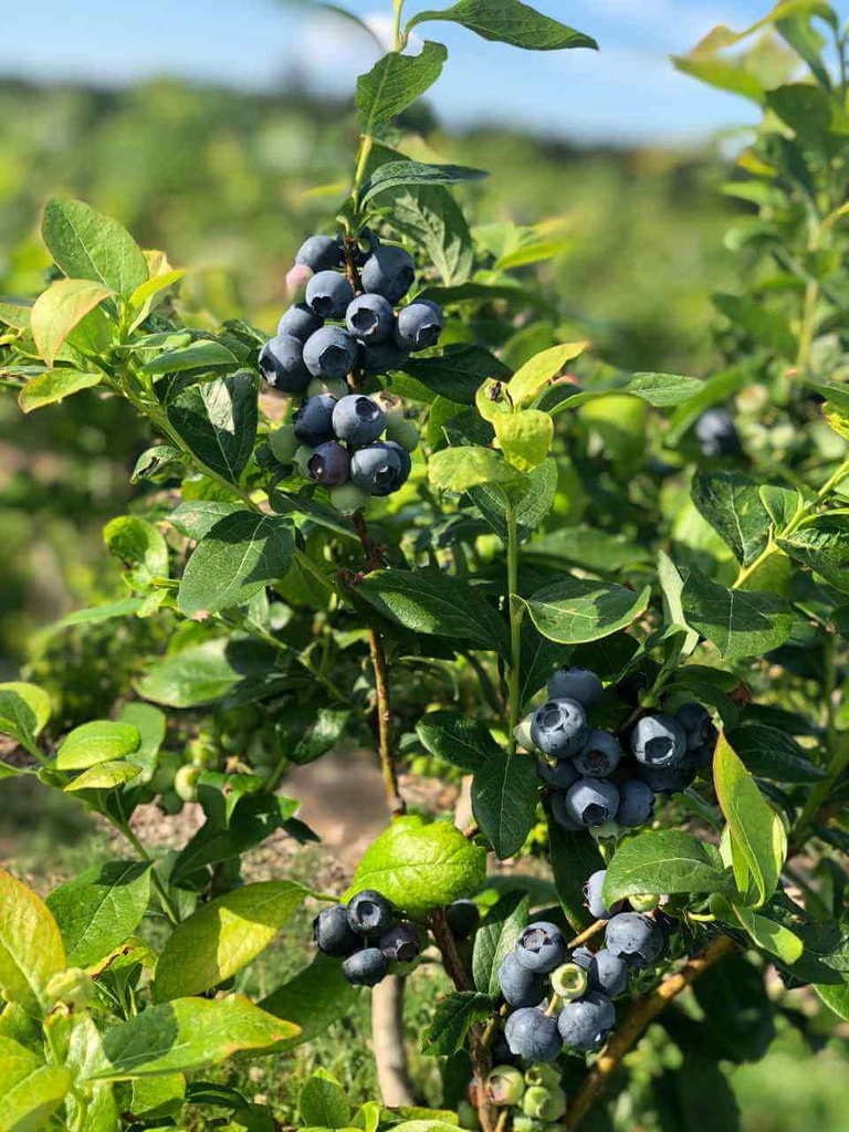 Super sweet Bennett Blueberries loaded on the bush to make U Pick Bennett Blueberries an effortless experience. 